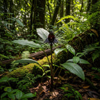 Tacca Chantrieri | Black Bat Flower Live Plant - 4 Inch Tall | Unique Tropical Houseplant for Indoor Growing, Home Decor & Exotic Plant Displays | Easy to Grow
