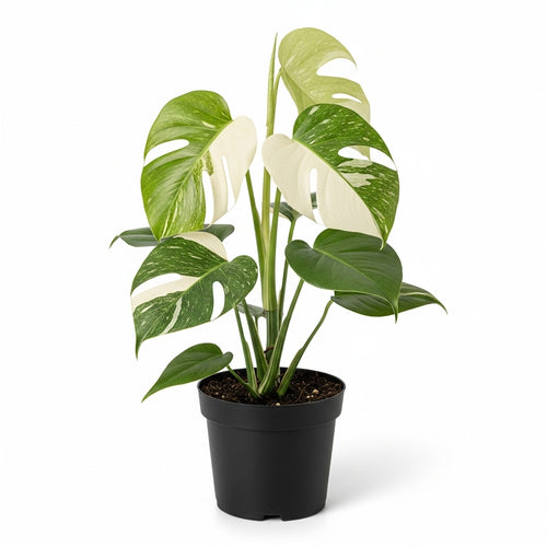 Thai Constellation Monstera Live Plant 4 Inch Tall | Variegated Monstera Plant Live with Creamy White Speckles for Indoor Home Décor