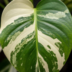 Thai Constellation Monstera Live Plant 4 Inch Tall | Variegated Monstera Plant Live with Creamy White Speckles for Indoor Home Décor