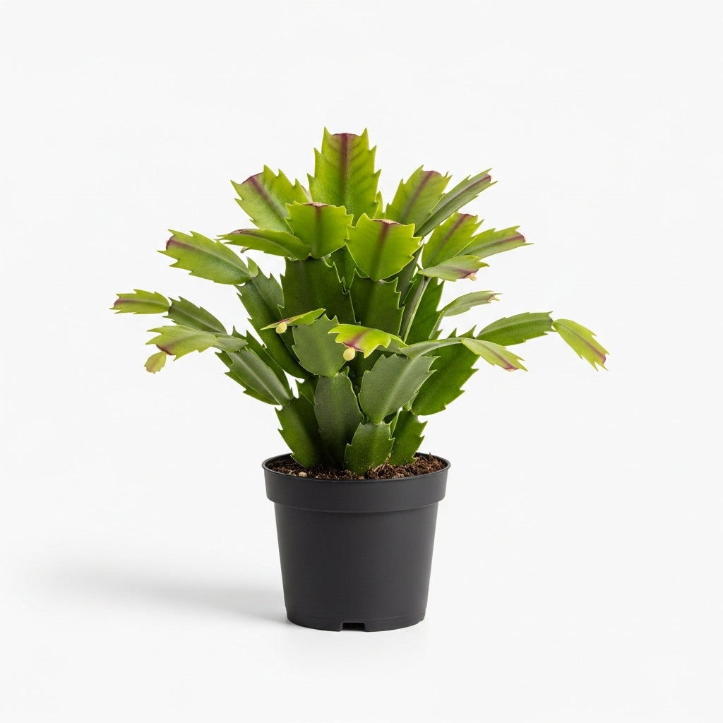 Christmas Thanksgiving Cactus Live Plant in 4" Inch Pot | Beautiful Christmas Cactus Plants | Easy-Care Indoor Houseplant | Perfect Holiday Gift for Plant Lovers