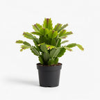 Christmas Thanksgiving Cactus Live Plant in 4" Inch Pot | Beautiful Christmas Cactus Plants | Easy-Care Indoor Houseplant | Perfect Holiday Gift for Plant Lovers