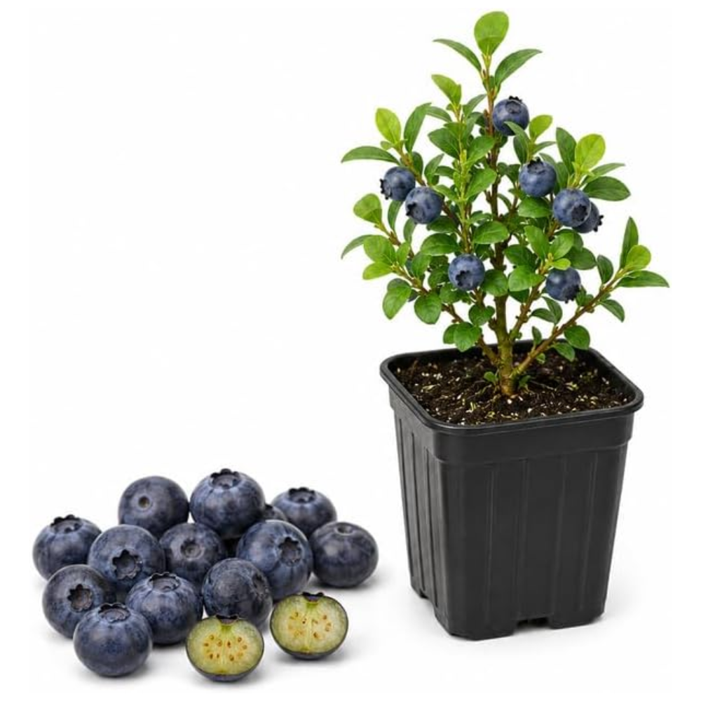 Small Huckleberry Plant Live for Planting in Pot, Easy Care, Native Berry Bush with Sweet Edible Fruit, Suitable for Outdoor Garden & Borders