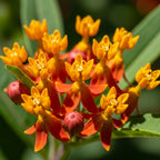 Live Milkweed Plant | Tropical Milkweed Live Plant | Size 4 Inch Tall | Flowering Milkweed Plant for Outdoor Gardens | Easy to Grow