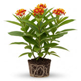 Milk Weed Live Plant | 4 Inch Tall | Flowering Outdoor Plant for Garden Beds, Containers & Pollinator-Friendly Spaces | Easy to Grow