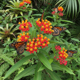 Milkweed Plants Live | Size 4 Inch Tall | Bright Spring Blooms, Upright Growth for Garden Beds & Butterfly Gardens | Easy to Grow