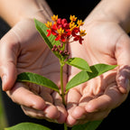 Milk Weed Live Plant | 4 Inch Tall | Flowering Outdoor Plant for Garden Beds, Containers & Pollinator-Friendly Spaces | Easy to Grow