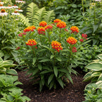 Milkweed Plants Live | Size 4 Inch Tall | Bright Spring Blooms, Upright Growth for Garden Beds & Butterfly Gardens | Easy to Grow