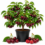 Cherry Tree – Stella Cherry, 2-3 Ft Tall in 3 Gal Container, Cold-Hardy Edible Fruit Tree for Large Pots and Landscapes (No Ship to CA, HI, AK)