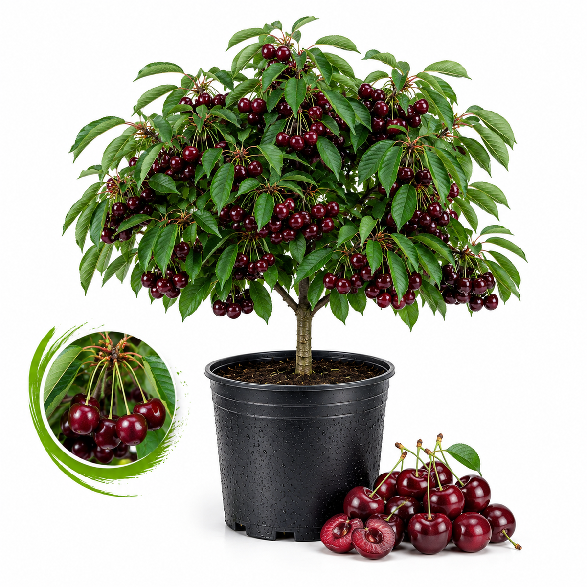 Cherry Tree Live Plants, Live Rainier Cherry, Well-Rooted 2-3 Foot Tall, 3 Gallon Size, High-Yield Sweet Cherry for Sunny Landscapes and Garden Rows (No Ship to CA, HI, AK)
