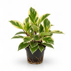 Baby Rubber Plant Live Indoor | Variegated Peperomia Obtusifolia Plant in 4'' Inch Pot | Low-Maintenance Peperomia Live Plant | Suitable for Home & Office Displays
