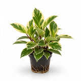 Baby Rubber Plant Live Indoor | Variegated Peperomia Obtusifolia Plant in 4'' Inch Pot | Low-Maintenance Peperomia Live Plant | Suitable for Home & Office Displays