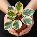 Baby Rubber Plant Live Indoor | Variegated Peperomia Obtusifolia Plant in 4'' Inch Pot | Low-Maintenance Peperomia Live Plant | Suitable for Home & Office Displays
