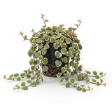 Variegated String of Hearts Plant Live – Succulents Plants Live 4” Variegated String of Hearts Plant Live | Rare Variegated Ceropegia Woodii| Suitable for Indoor Décor & Easy Care Gift