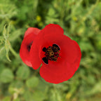 1500 Red Corn Poppy Wildflower Seeds, Non GMO, Heirlooms, Flower Seeds Red Blooms for Backyard & Pollinator Gardens