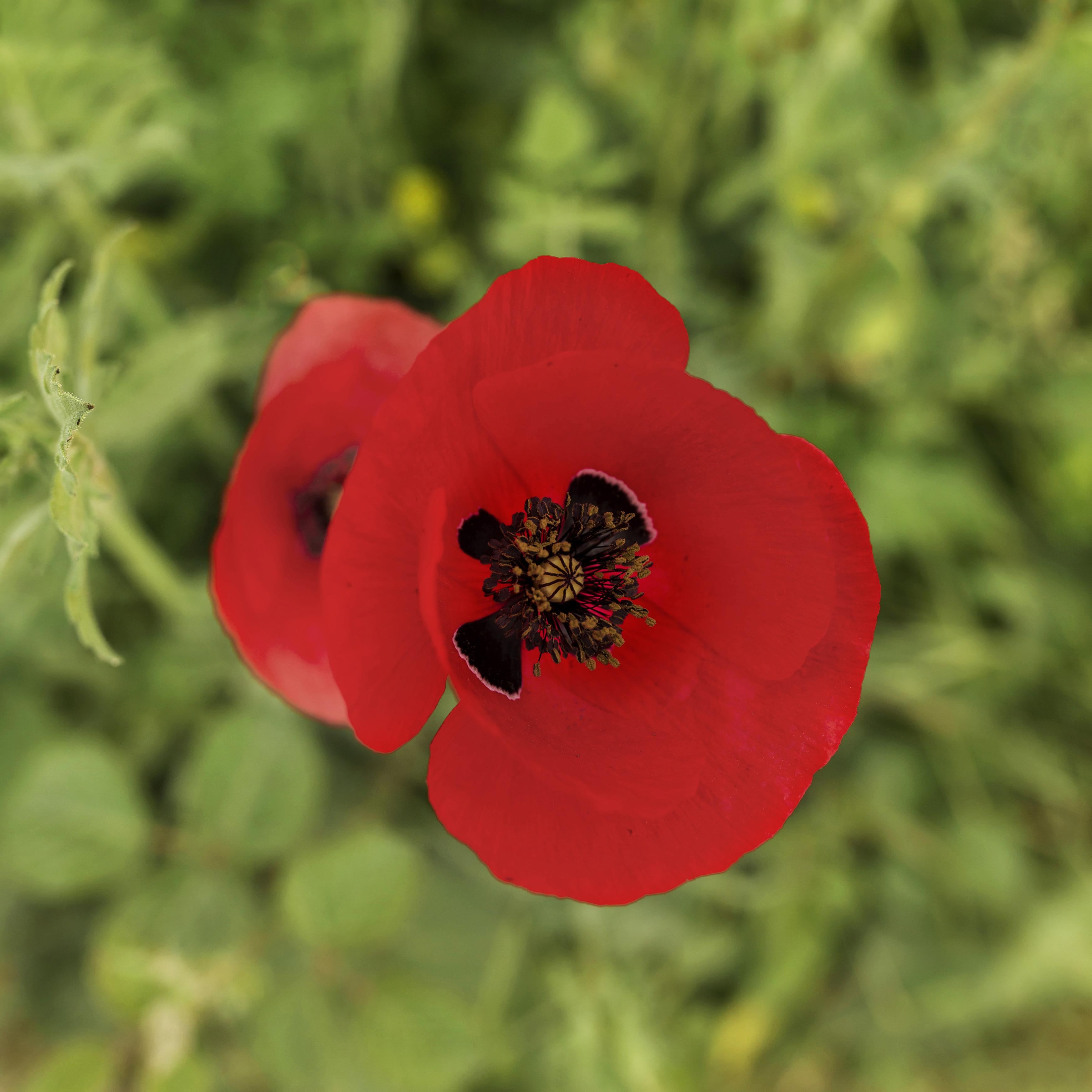1500 Red Corn Poppy Wildflower Seeds, Non GMO, Heirlooms, Flower Seeds Red Blooms for Backyard & Pollinator Gardens