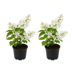 2 White Lilac Bush Live Plant, 8-12" Tall in Medium Size Pot Lilac Plant Live, Fragrant Flowering Shrubs for Garden Landscaping