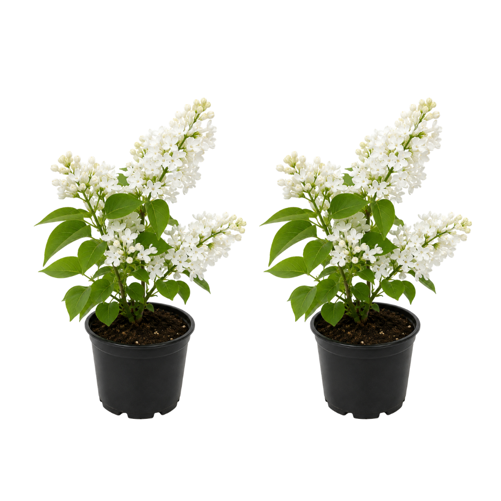 2 White Lilac Bush Live Plant, 8-12" Tall in Medium Size Pot Lilac Plant Live, Fragrant Flowering Shrubs for Garden Landscaping