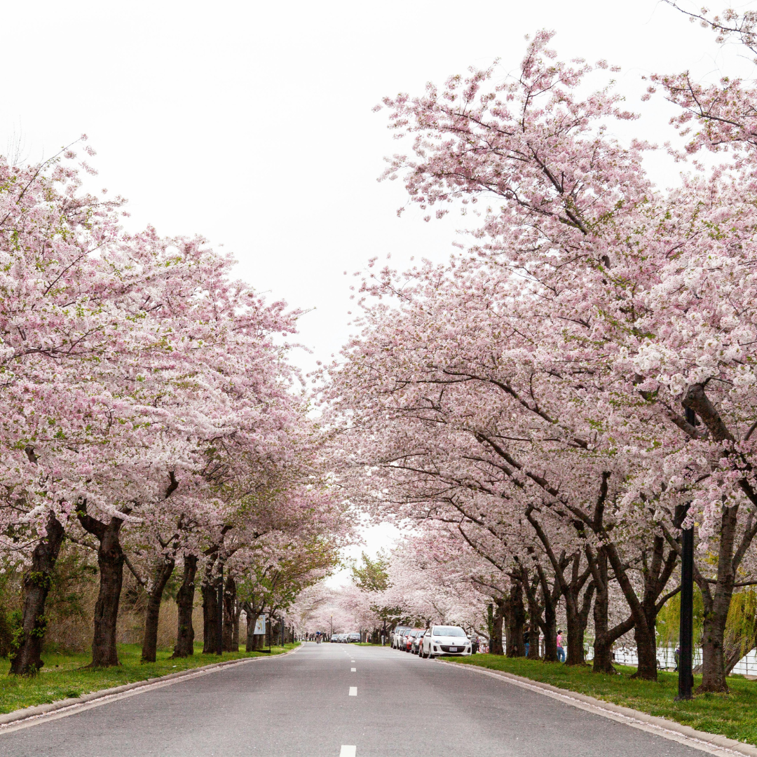 No Ship to CA, HI, AK, Yoshino Cherry Tree Live Plant in 3 Gallon Pot, 3 Ft Tall Cherry Blossom Tree Live, Beautiful White-Pink Spring Blooms for Gardens & Landscaping