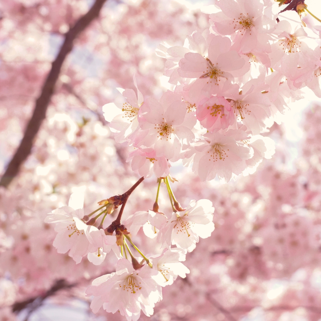No Ship to CA, HI, AK, Yoshino Cherry Tree Live Plant in 3 Gallon Pot, 3 Ft Tall Cherry Blossom Tree Live, Beautiful White-Pink Spring Blooms for Gardens & Landscaping