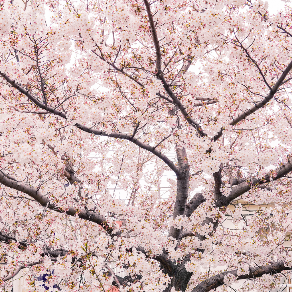 No Ship to CA, HI, AK, Yoshino Cherry Tree Live Plant in 3 Gallon Pot, 3 Ft Tall Cherry Blossom Tree Live, Beautiful White-Pink Spring Blooms for Gardens & Landscaping