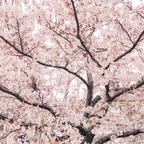 No Ship to CA, HI, AK, Yoshino Cherry Tree Live Plant in 3 Gallon Pot, 3 Ft Tall Cherry Blossom Tree Live, Beautiful White-Pink Spring Blooms for Gardens & Landscaping