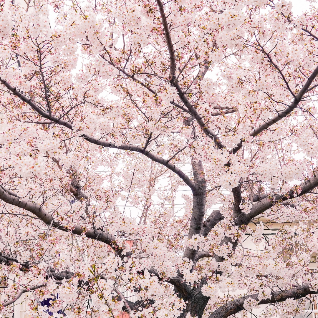 No Ship to CA, HI, AK, Yoshino Cherry Tree Live Plant in 3 Gallon Pot, 3 Ft Tall Cherry Blossom Tree Live, Beautiful White-Pink Spring Blooms for Gardens & Landscaping