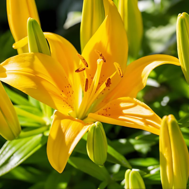 Yellow Asiatic Lily Bulbs, Set 8 Lilly Bulbs for Planting Outdoors, Well-Rooted Plant Starters, Vibrant Yellow Bloom Starters for Home Landscapes and Pots