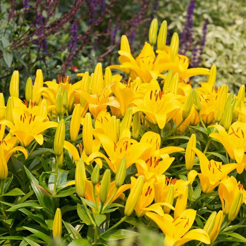 Lilly Bulbs for Planting, Set 4 Red County Asiatic Lily Bulbs, Live Flowering Plant Bulbs, Rare Red Lily Starters for Backyard and Garden Rows