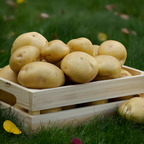 Mixed Color Potato Seeds for Planting, Red - Russet - Yukon Gold Potatoes, 4 Lbs, Non GMO, Great for Home Gardens, Container Growing, Fresh Cooking & Culinary Use